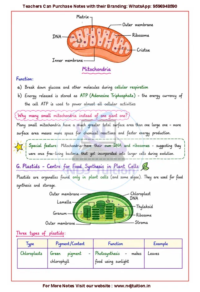 Cell The Building Block of Life Notes PDF